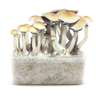 Grow Kit Blue Meannie