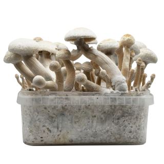 24308 - Grow Kit Golden Teacher Albino