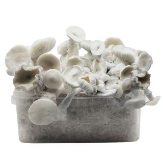 25406 - Grow Kit Super Natalensis