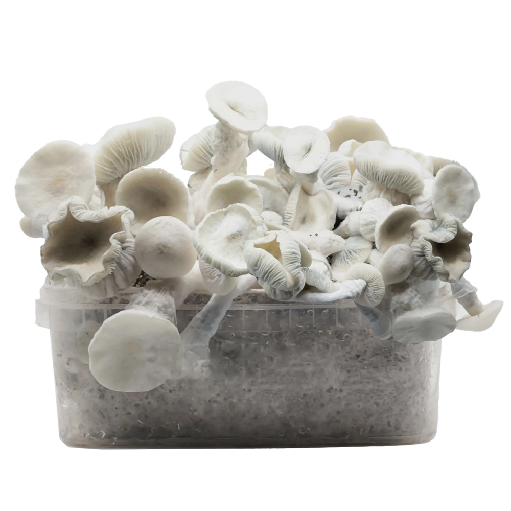 Grow Kit Super Natalensis Grow Kit Super Natalensis