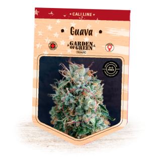 Guava  3 u. fem. Garden of Green Seeds