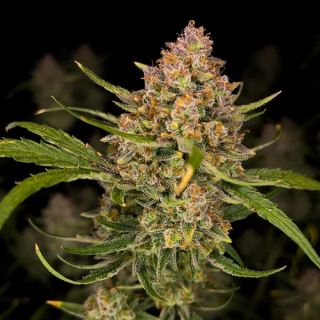 21052 - Guava Auto  1 u. fem. FastBuds Seeds