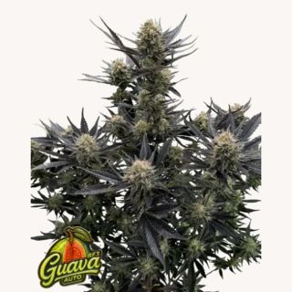 26303 - Guava Auto RF3   5 u. fem. FastBuds Seeds