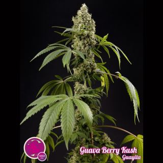 6715 - Guava Berry Kush 3 u fem Philosopher