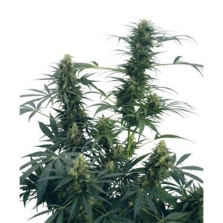 Guerrilla's Gusto 10 u. reg. Sensi Seeds