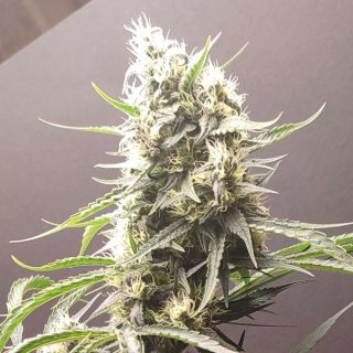 26536 - Gunk 4 u. Seeds of Anarchy