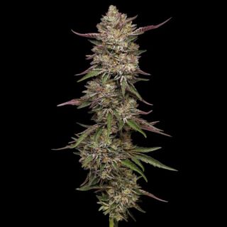 24910 - Guzzlerz 3 u. fem Humbold Seeds Company