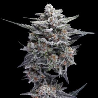 25797 - HG23 - Michael Jordan  3 u. fem. DNA Genetics