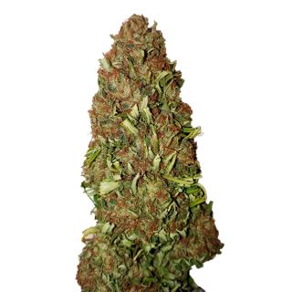 12969 - Harlequin (0,4/20)   1 u. fem. CBD+ Buds