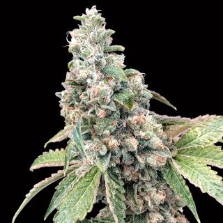 14221 - Harlequin CBD   3 u. fem. 00 Seeds