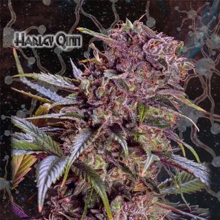 Harley Qinn  1 u. fem. Geneseeds