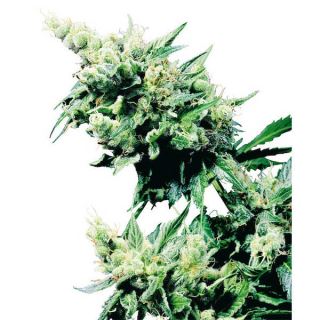 Hash Plant 10 u. reg. Sensi Seeds