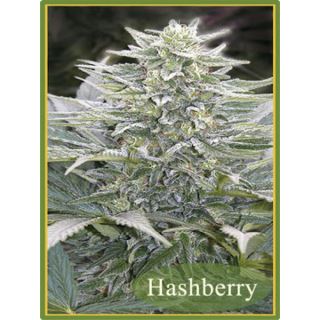 HB10 - HashBerry  10 u. reg. Mandala Seeds