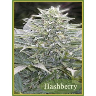 HashBerry  10 u. reg. Mandala Seeds