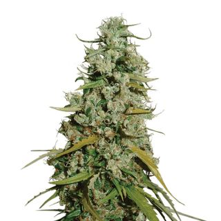 HMW10S - Hawaii Maui Waui 10 u. reg. The Sativaseed Bank