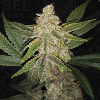 Hazanana 5 u. fem. 710 Limited Pack T.H. Seeds