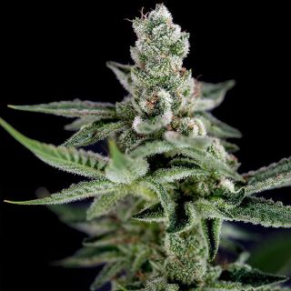 4606 - Haze 12 u. reg. CFF DNA Genetics