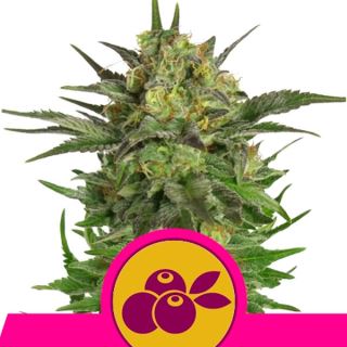 Haze Berry  1 u. fem. Royal Queen