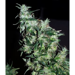 Haze Special 5 u. reg. KC Brains