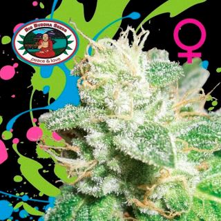 10690 - Head Cheese  10 u. fem. Big Buddha Seeds