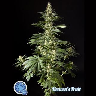 6693 - Heaven´s Fuit 3 u fem Philosopher
