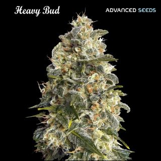 6275 - Heavy Bud  1 u. fem. Advanced Seeds