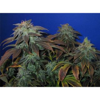 Heavy Duty  Fruity  5 u. reg. T.H. Seeds