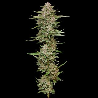 Hella Jelly 3 u. fem Humbold Seeds Company