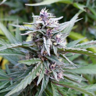 24914 - Hi-biscus 3 u. fem Humboldt Seeds Company