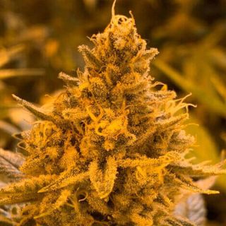 26549 - Hibiscus  1 u. fem R-Kiem Seeds