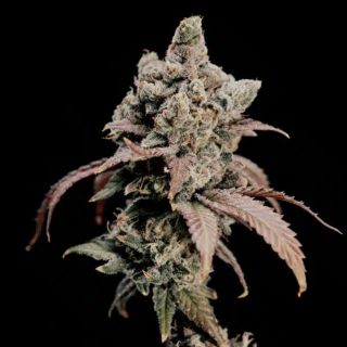 27524 - Hidden Vice  5 u. fem World of Breeders