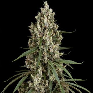 26577 - High School Reunion   5 u. fem. Sensi Seeds