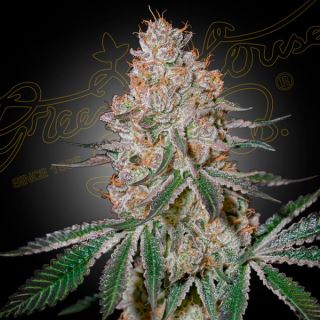 17509 - HighCloudZ  5 u. fem. Green House