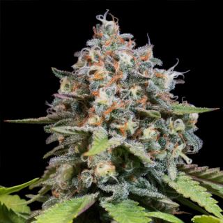 Highway 66 - 10 u. fem. Paradise Seeds