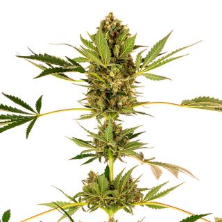 12068 - Himalayan CBD 10 u. fem. Sensi Seeds