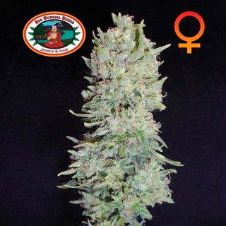 10687 - Hindu Cream  5 u. fem. Big Buddha Seeds
