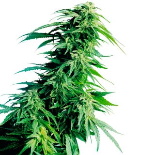 6316 - Hindu Kush 10 u. fem. Sensi Seeds