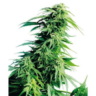 1251 - Hindu Kush 10 u. reg. Sensi Seeds