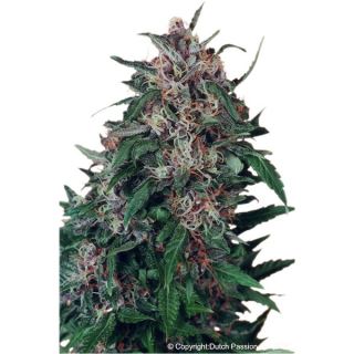 Holland's Hope  1 u. fem. Dutch Passion Holland's Hope  1 u. fem. Dutch Passion