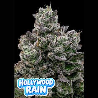 26642 - Hollywood Rain  5 u. fem Anesia