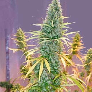 25929 - Holy Grail 15 u. reg. Mr. Nice