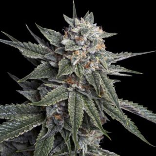 25798 - Holy Grail Kush  3 u. fem. DNA Genetics