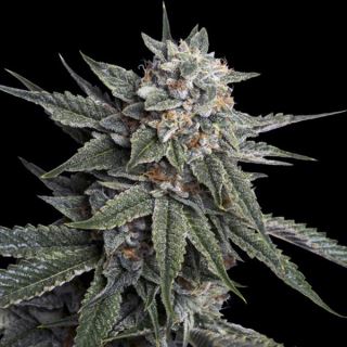 Holy Grail Kush  5 u. fem. DNA Genetics