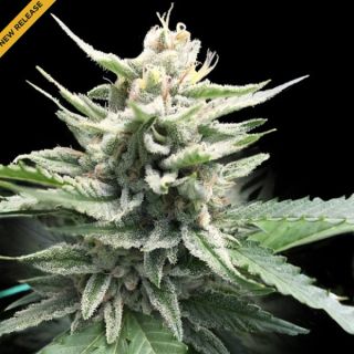 25799 - Honey Banana  3 u. fem. DNA Genetics