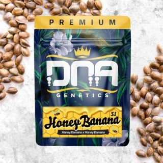 Honey Banana  5 u. fem. DNA Genetics