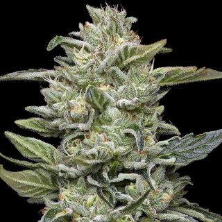 26782 - Honey Bear  5 u. fem Humboldt Seeds Company