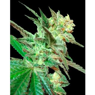 HOBO - Honey Booboo  6 u. reg.  Edición Limitada DNA Genetics