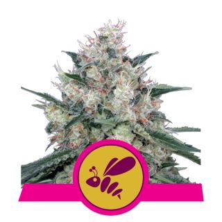 Honey Cream - Fast  1 u. fem. Royal Queen