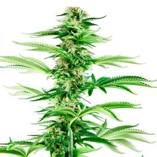 16001 - Honey Melon Haze  3 u. fem. Sensi Seeds Research