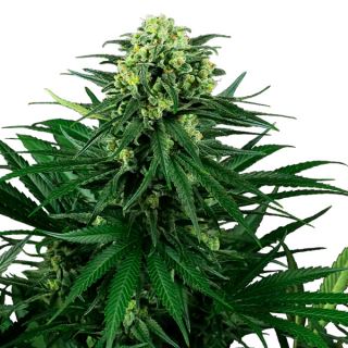 16022 - Honey Melon Kush  5 u. fem. Sensi Seeds Research